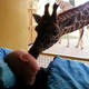 Image for article titled About That Giraffe and the Dying Zoo Worker: Your Questions, Answered